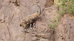 क्यों जान जोखिम में डालकर पहाड़ों पर चढ़ती हैं बकरियां?