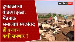 Mendhpal Samaj Jejuri :दुष्काळाच्या वाढत्या झळा, मेंढपाळ समाजाचं स्थलांतर; ही वणवण कधी संपणार ?