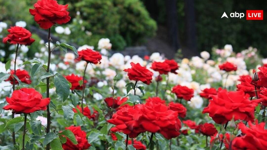 Roses are very profitable know how to cultivate them easily what things should be kept in mind खूब मुनाफे वाले होते हैं गुलाब, जानिए कैसे आसानी से करें इसकी खेती, किन चीजों का रखें ध्यान