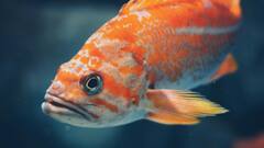 पानी के अंदर कैसे सोती हैं मछलियां, कभी सोचा है?