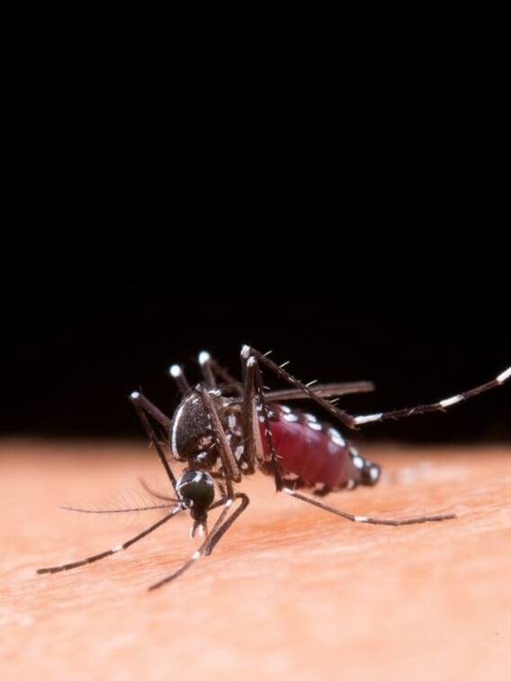 सबसे ज्यादा मच्छर किस देश में हैं?