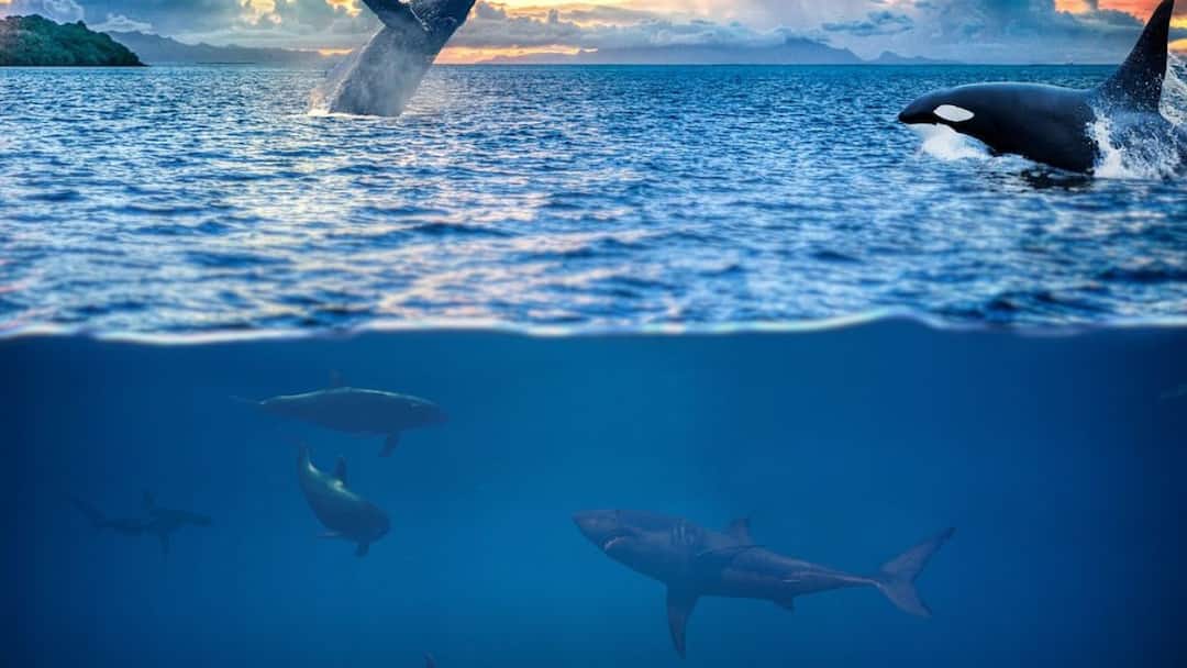 Australian Beach Over 100 Pilot Whales Stranded Likely to dozens whales dead Whales Video: கடற்கரையில் ஒதுங்கிய நூற்றுக்கணக்கான திமிங்கலங்கள்; உயிரிழந்த 26 திமிங்கலங்கள்