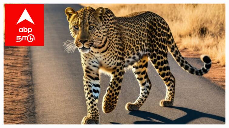 Mayiladuthurai Leopard News Leopard movement again in Mayiladuthurai - TNN Mayiladuthurai Leopard : மீண்டும் மயிலாடுதுறையில் சிறுத்தையா....? பதட்டத்தில் பொதுமக்கள்....!