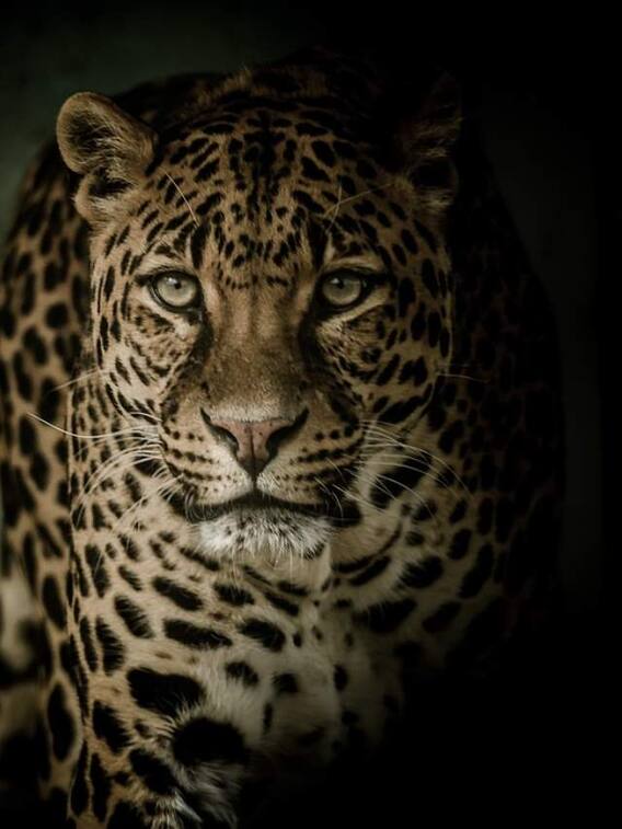 सबसे तेज कौन-सा जानवर दौड़ता है?