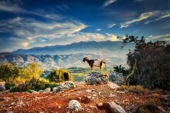 क्यों जान जोखिम में डालकर पहाड़ों पर चढ़ती हैं बकरियां?