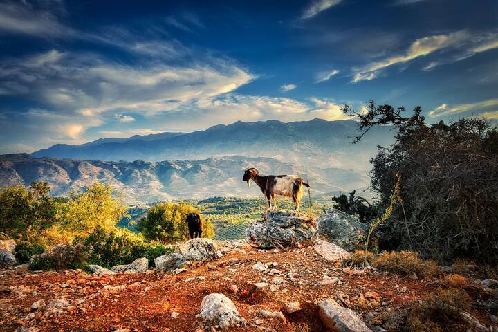 ऐसे में सवाल ये उठता है कि आखिर ये बकरियां ये रिस्क लेती क्यों हैं और क्यों हर पहाड़ पर आपको पहाड़ी बकरी दिख जाएगी.