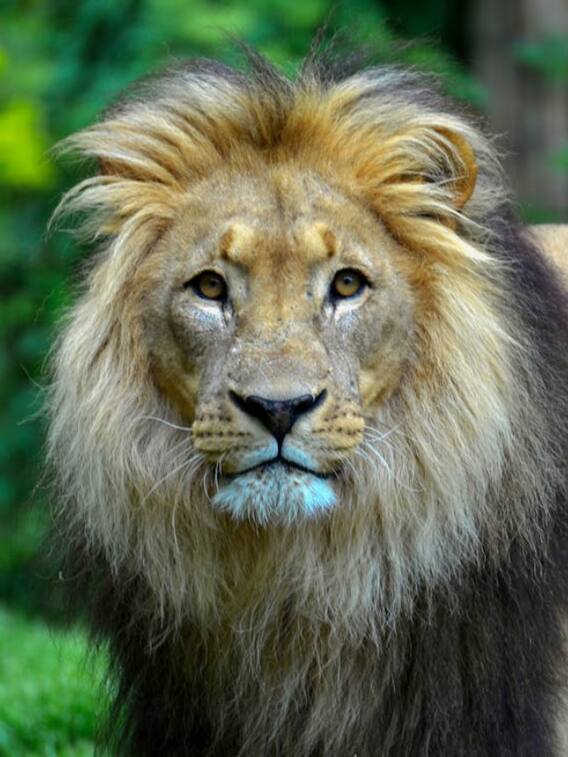 शेर और बब्बर शेर में क्या अंतर होता है