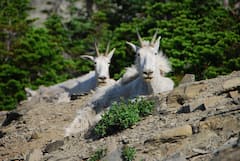 क्यों जान जोखिम में डालकर पहाड़ों पर चढ़ती हैं बकरियां?