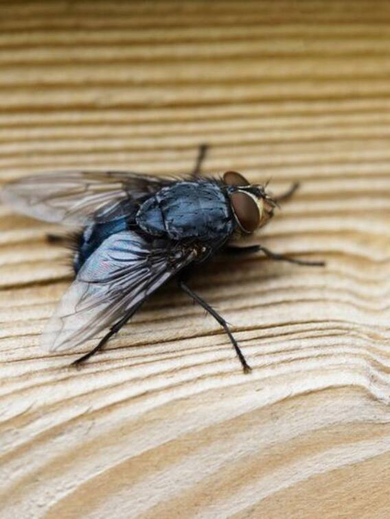 मच्छर की उम्र ज्यादा होती है या मक्खी की?