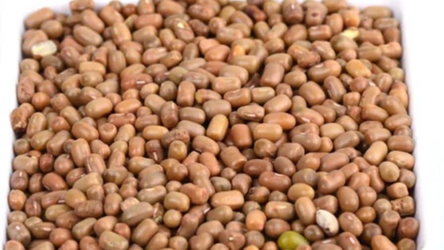 Moth Dal benefit: ਮੋਠ ਦੀ ਦਾਲ ਦੇ ਕਮਾਲ ਦੇ ਫਾਇਦੇ, ਕਈ ਸਰੀਰਕ ਸਮੱਸਿਆਵਾਂ ਦਾ ਕਰਦੀ ਹੈ ਹੱਲ Moth Dal benefit The remarkable benefits of Moth Dal, it solves many physical problems Moth Dal benefit: ਮੋਠ ਦੀ ਦਾਲ ਦੇ ਕਮਾਲ ਦੇ ਫਾਇਦੇ, ਕਈ ਸਰੀਰਕ ਸਮੱਸਿਆਵਾਂ ਦਾ ਕਰਦੀ ਹੈ ਹੱਲ