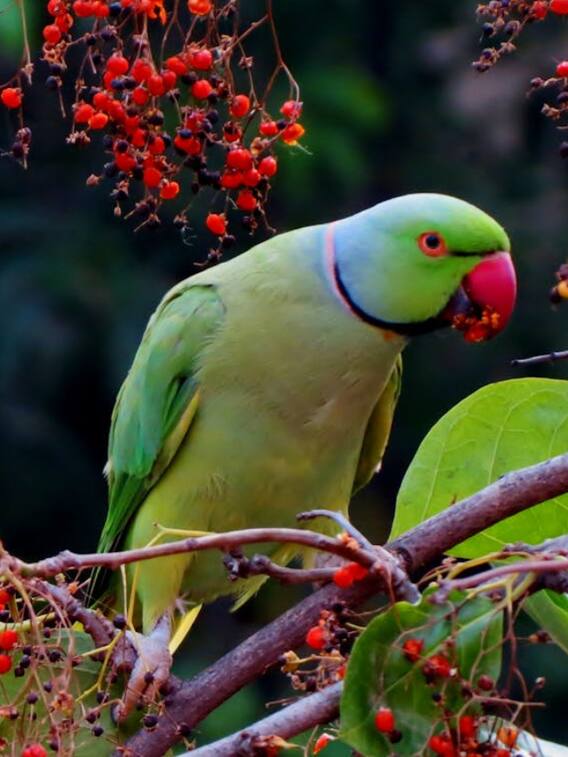 इंसानों की आवाज कैसे निकाल लेता है तोता?