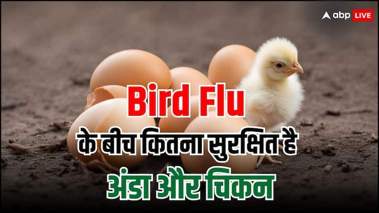 health tips eggs chicken and milk safe or not in bird flu know Bird Flu: बर्ड फ्लू के बीच कितना सुरक्षित है चिकन और अंडे खाना, एक्सपर्ट्स से जानें इसका जवाब