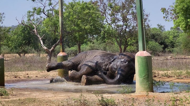 Vandalur zoo elephant : 