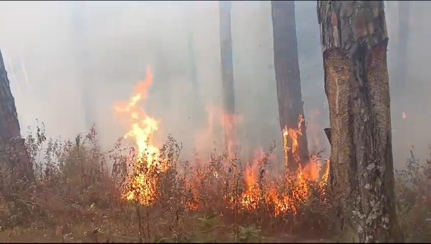 Uttarakhand Fire News: जंगलों में लगातार बढ़ रही आग की घटनाएं, नैनीताल में सबसे ज्यादा, कर्मचारियों की छुट्टियां रद्द