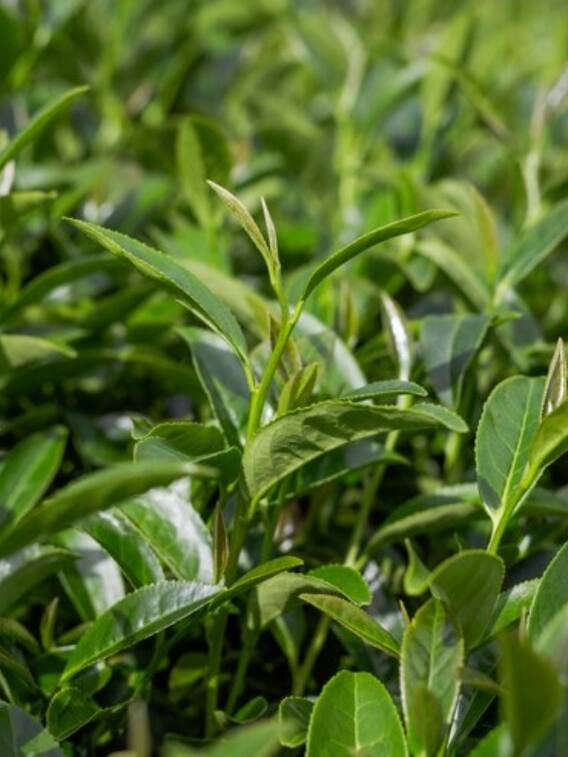 क्या आप घर पर ही उगा सकते हैं चाय?