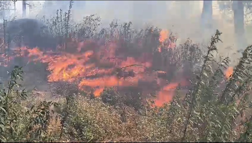 Uttarakhand Fire News: जंगलों में लगातार बढ़ रही आग की घटनाएं, नैनीताल में सबसे ज्यादा, कर्मचारियों की छुट्टियां रद्द