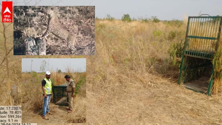 Leopard Spotted at Shamshabad International Airport Shamshabad ఎయిర్‌పోర్టులో చిరుత కలకలం- ట్రాప్ కెమెరా, బోన్లు ఏర్పాటు చేసిన అటవీశాఖ