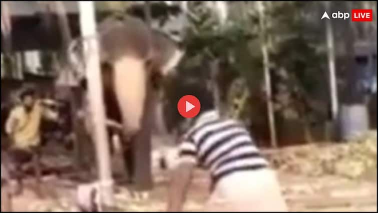 elephant viral video playing cricket with people in Kerala video viral on social media Elephant Viral Video: बल्ला पकड़कर हाथी ने खेला क्रिकेट, लोग बोले- ये RCB को बचा सकता है... देखें वायरल वीडियो