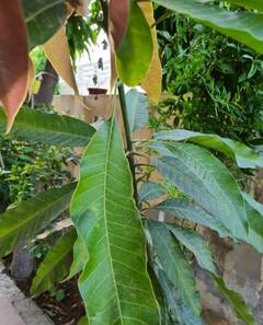 Mango Leaves: ਜਾਣੋ ਅੰਬ ਦੇ ਪੱਤਿਆਂ ਦੇ ਗਜ਼ਬ ਫਾਇਦੇ, ਸ਼ੂਗਰ ਤੋਂ ਲੈ ਕੇ ਹਾਈ ਬਲੱਡ ਪ੍ਰੈਸ਼ਰ ਵਰਗੀਆਂ ਬਿਮਾਰੀਆਂ ਹੁੰਦੀਆਂ ਦੂਰ