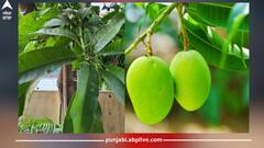 Mango Leaves: ਜਾਣੋ ਅੰਬ ਦੇ ਪੱਤਿਆਂ ਦੇ ਗਜ਼ਬ ਫਾਇਦੇ, ਸ਼ੂਗਰ ਤੋਂ ਲੈ ਕੇ ਹਾਈ ਬਲੱਡ ਪ੍ਰੈਸ਼ਰ ਵਰਗੀਆਂ ਬਿਮਾਰੀਆਂ ਹੁੰਦੀਆਂ ਦੂਰ