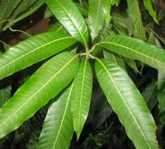 Mango Leaves: ਜਾਣੋ ਅੰਬ ਦੇ ਪੱਤਿਆਂ ਦੇ ਗਜ਼ਬ ਫਾਇਦੇ, ਸ਼ੂਗਰ ਤੋਂ ਲੈ ਕੇ ਹਾਈ ਬਲੱਡ ਪ੍ਰੈਸ਼ਰ ਵਰਗੀਆਂ ਬਿਮਾਰੀਆਂ ਹੁੰਦੀਆਂ ਦੂਰ