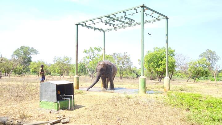 சென்னை வண்டலூர் உயிரியல் பூங்காவிலும் தற்போது இரண்டு யானைகள் வளர்க்கப்பட்டு வருகிறது. ஆறு வயதான பிரகதி மற்றும் நான்கு வயதான ரோகிணி ஆகிய இரண்டு யானைகள்தான் பார்வையாளர்களை வெகுவாக கவர்ந்து வருகிறது