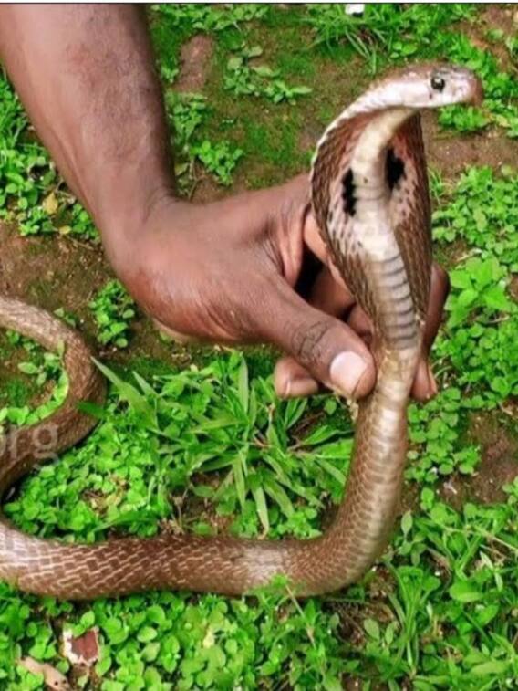 इस जनजाति के लोग सांपों से खेलते हैं