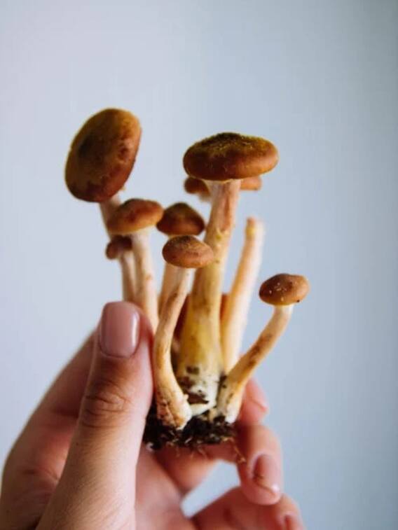 मशरूम की खेती बनाएगी आपको अमीर