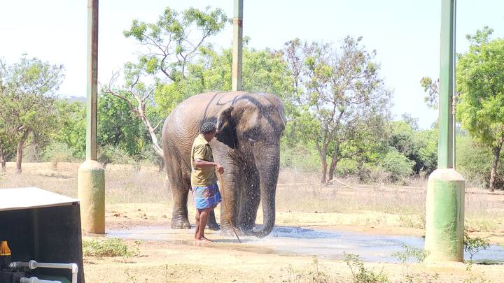 தண்ணீரைப் பார்த்தால் வேகமாக ஓடி வந்து விடுகிறது மற்றொரு யானையான பிரகதி