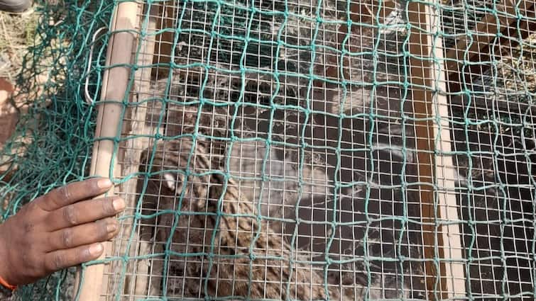 Aligarh People mistook fishing cat a leopard village panic in atmosphere controlled after 2 hours ann Aligarh News: फिशिंग कैट को लोगों ने समझा तेंदुआ, गांव में दहशत, अपने घरों में कैद हो गए ग्रामीण
