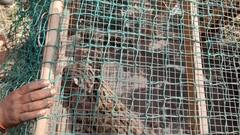 अलीगढ़: फिशिंग कैट को लोगों ने समझा तेंदुआ, गांव में दहशत, अपने घरों में कैद हो गए ग्रामीण