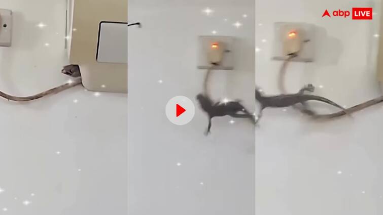 Unique trick to catch lizard Man caught lizard with fishing line Video: छिपकली पकड़ने के इस जुगाड़ को देखकर बोले यूजर्स- ये ट्रिक भारत में रहनी चाहिए...