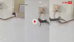Video: छिपकली पकड़ने के इस जुगाड़ को देखकर बोले यूजर्स- ये ट्रिक भारत में रहनी चाहिए...