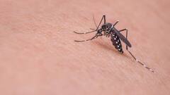 Mosquito Bite: મચ્છરો કરવાથી કેમ આવે છે ખંજવાળ, તેની પાછળ છે આ અનોખુ વૈજ્ઞાનિક કારણ