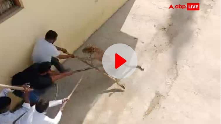 watch Siddharthnagar Leopard entered the village and injured many people video viral Watch: सिद्धार्थनगर के हटवा इलाके में घुसा तेंदुआ, कई लोगों पर किया जानलेवा हमला, गांव में दहशत, Video Viral