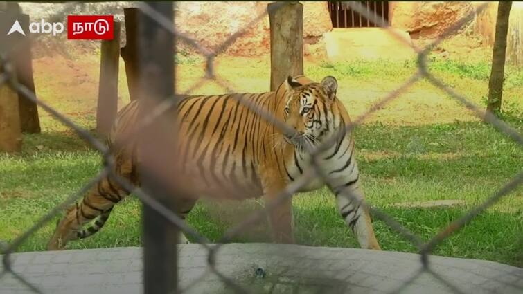 Vandalur Zoo will soon introduce tiger and wild cow safaris TNN Tiger Safari : தூள் கிளப்பும் வண்டலூர்.. விரைவில் பயன்பாட்டிற்கு வரும் டைகர் சபாரி..