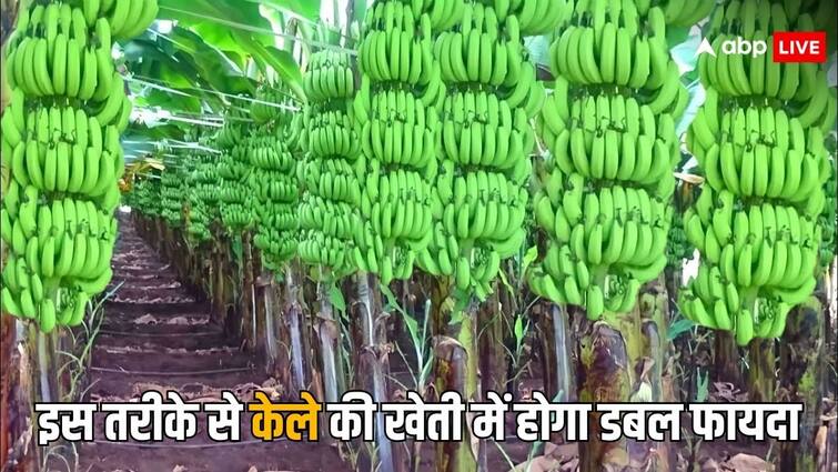 banana farming tips if you do this while cultivating banana you will get double benefits केले की खेती में होता है दोगुना फायदा, बस इस बात का रखना होता है खास ध्यान