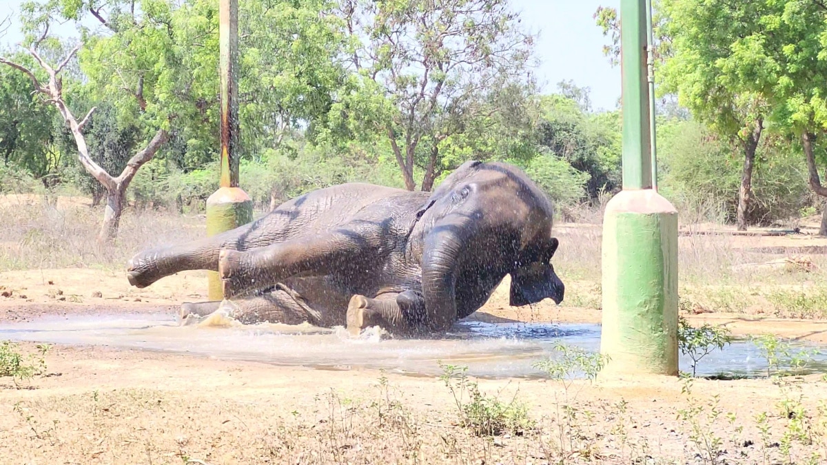 Vandalur Zoo: வண்டலூர் போற பிளான் இருக்கா ? -  இதை கொஞ்சம் தெரிஞ்சுக்கோங்க A to Z Details உள்ளே..!