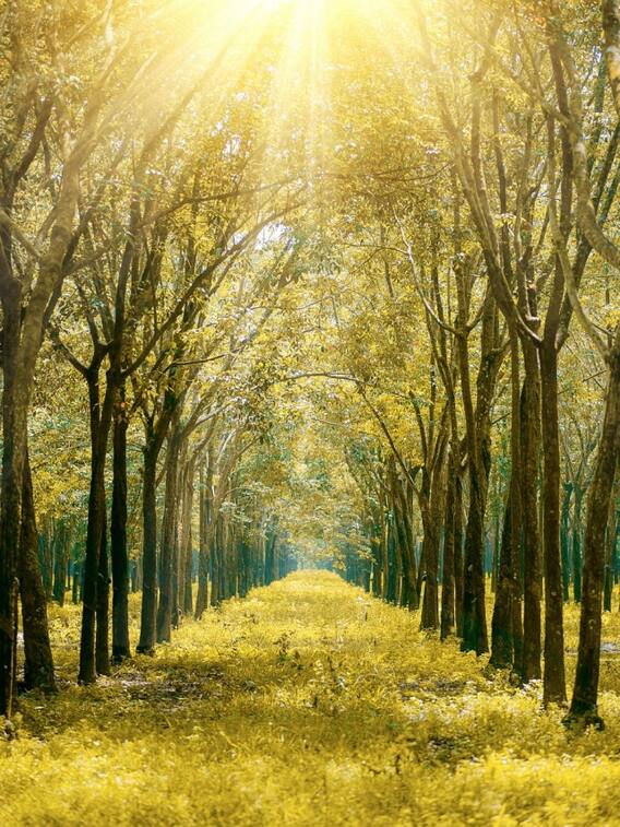 नेचर लवर्स के लिए बेस्ट है गाजियाबाद का ये पार्क