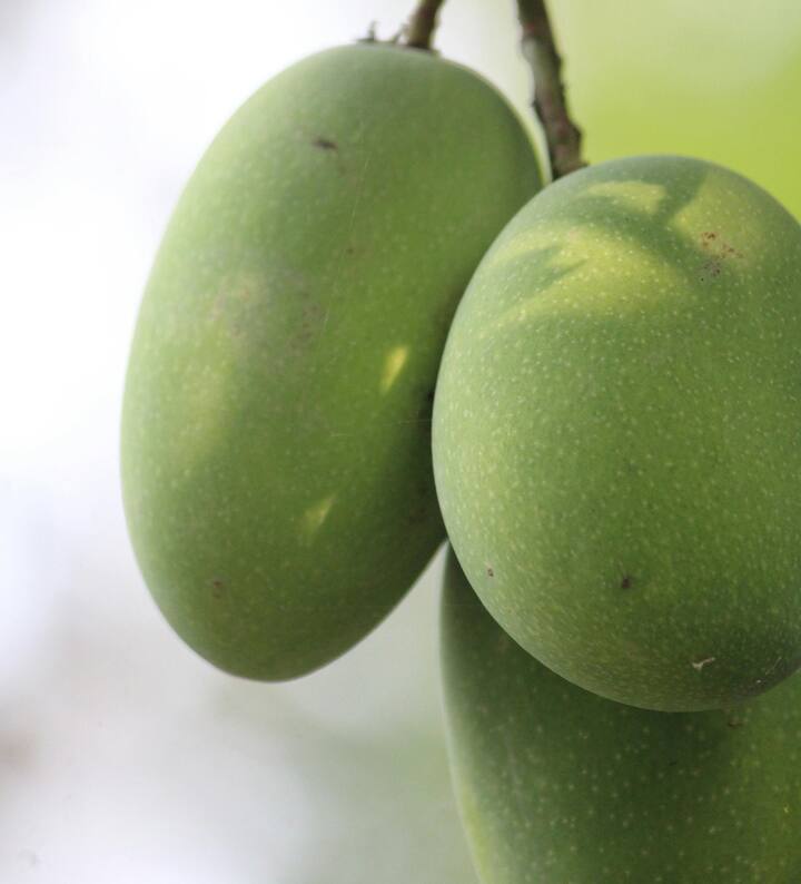 மாங்காய் ஊறுகாய் செய்ய தேவையான பொருட்கள் : மாங்காய் - 1 நறுக்கியது, கடுகு - 1 தேக்கரண்டி, வெந்தயம் - 1 தேக்கரண்டி, மிளகாய் தூள் - 4 மேசைக்கரண்டி, உப்பு - 2 மேசைக்கரண்டி