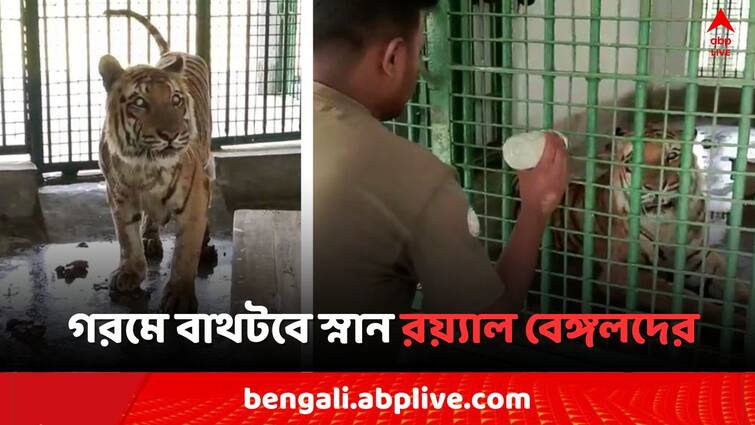 Royal Bengal Tiger s Health care during heat wave Bath Tub Stand Fan ORS arranged Forest Department in South 24 parganas Jharkhali Tiger Care: তাপপ্রবাহ থেকে বাঁচতে বাথটবে স্নান, স্ট্যান্ড ফ্যানে শীতল রাখার চেষ্টা রয়্যাল বেঙ্গলদের