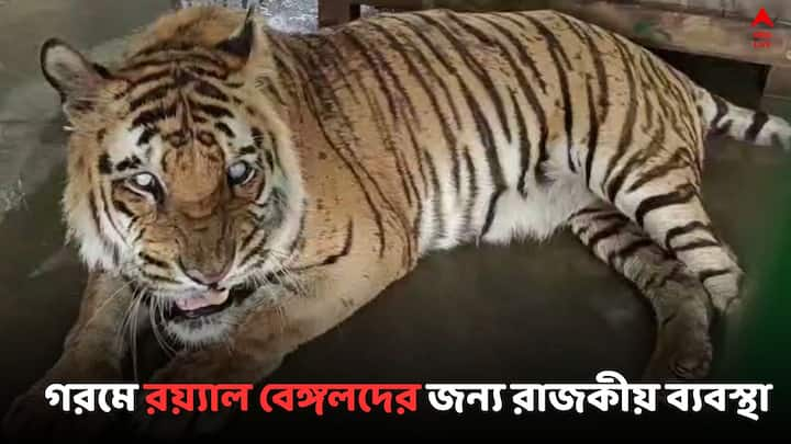 Jharkhali Tiger Care: রয়্যাল বেঙ্গল টাইগারদের জন্য এবার গরমের হাত থেকে বাঁচতে করা হয়েছে রয়্যাল অ্যারেঞ্জমেন্ট ঝড়খালিতে..