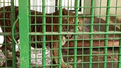 Royal Bengal Tiger: পাইপের জলে স্নান, ORS-এ চুমুক, গরমে রয়্যাল বেঙ্গলদের জন্য রাজকীয় ব্যবস্থা ঝড়খালিতে