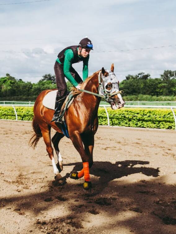 घोड़ों से करोड़ों की कमाई कैसे होती है?