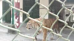 Royal Bengal Tiger: পাইপের জলে স্নান, ORS-এ চুমুক, গরমে রয়্যাল বেঙ্গলদের জন্য রাজকীয় ব্যবস্থা ঝড়খালিতে