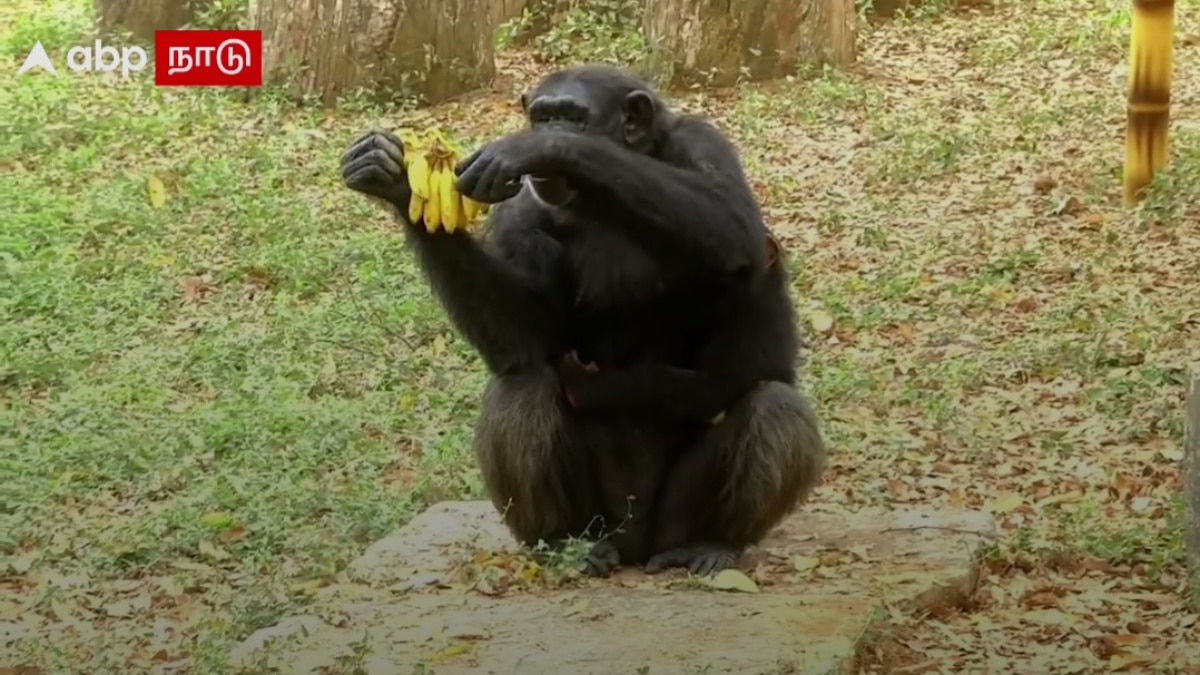 Vandalur Zoo: வண்டலூர் போற பிளான் இருக்கா ? -  இதை கொஞ்சம் தெரிஞ்சுக்கோங்க A to Z Details உள்ளே..!