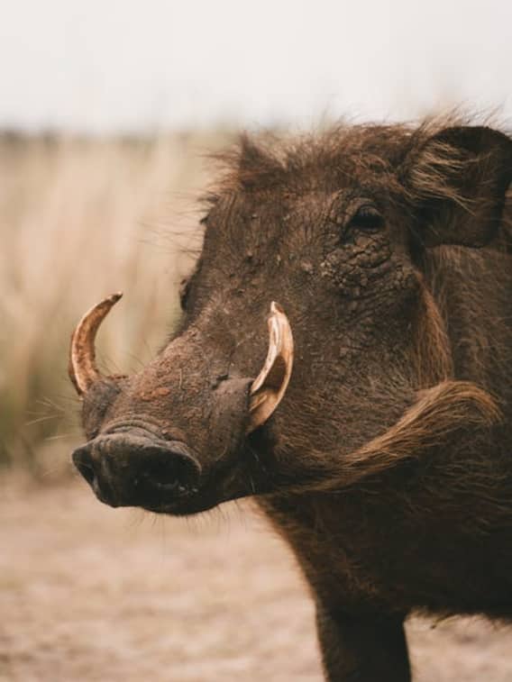जंगली सुअर के दांत महंगे क्यों बिकते हैं?