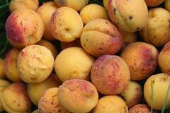 Plums Benefits : பிளம்ஸ் சாப்பிடுவதால் பெண்களுக்கு இவ்வளவு நன்மை கிடைக்குமா?