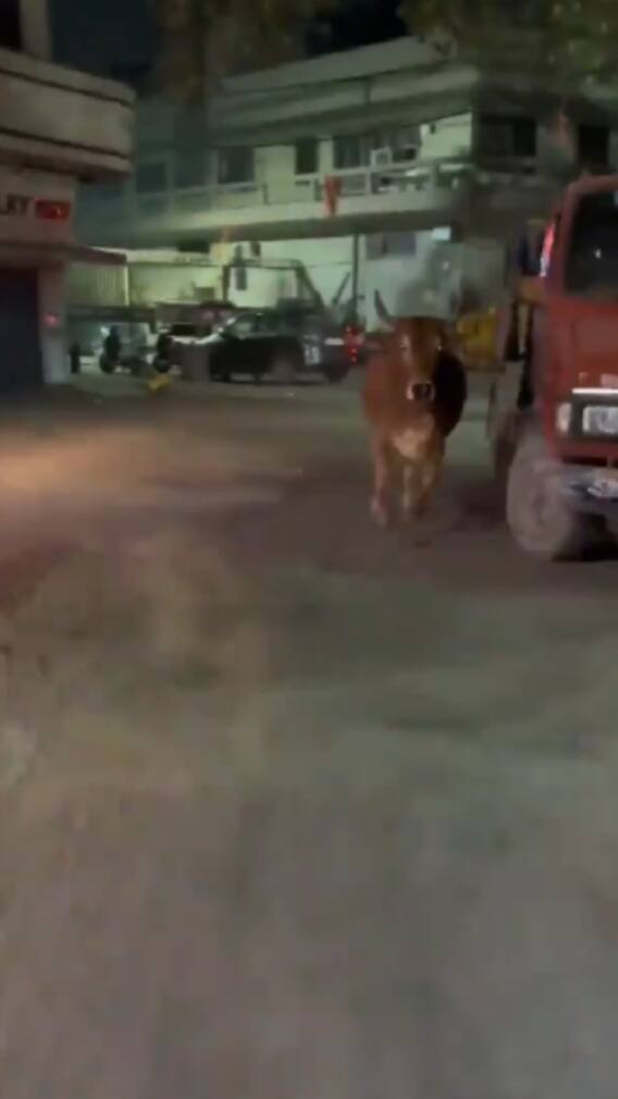 बाइकर्स को गाय के सामने स्टंट दिखाना पड़ा महंगा!