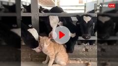 गायों के झुंड ने बिल्ली को दिया खूब सारा प्यार, वायरल हुआ वीडियो... यूजर्स ने कहीं यह बातें